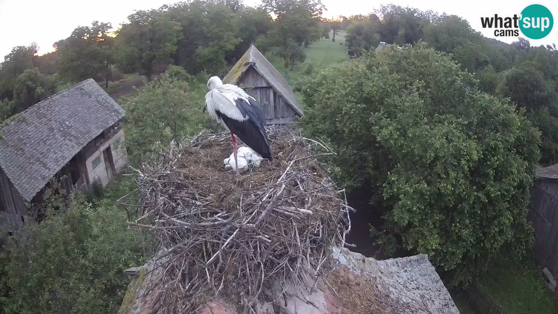 Webcam Europäisches Storchendorf – Naturpark Lonjsko polje