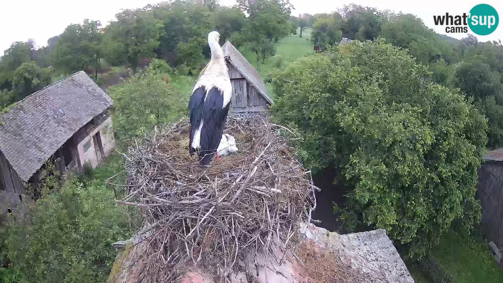 Evropska vas štorklje – Krajinski park Lonjsko polje spletna kamera