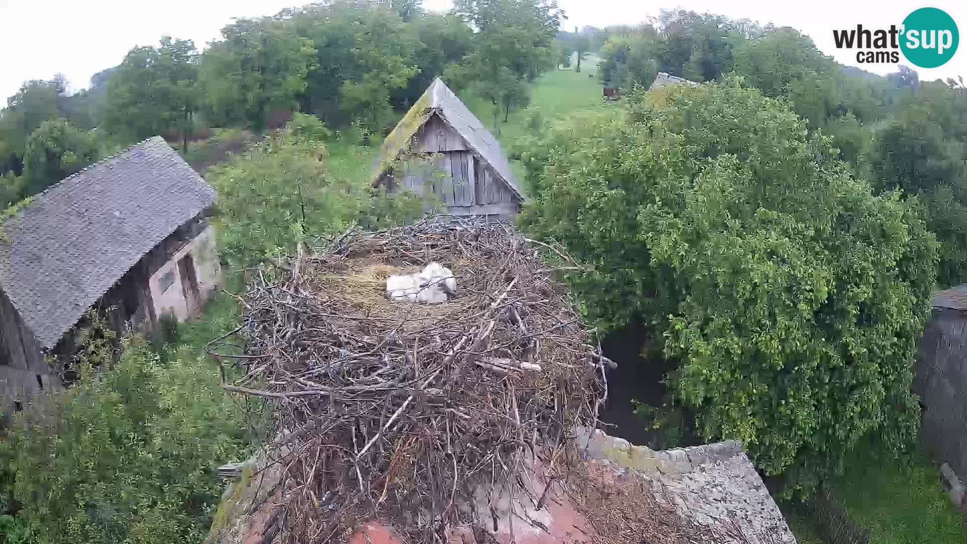 Webcam Europäisches Storchendorf – Naturpark Lonjsko polje