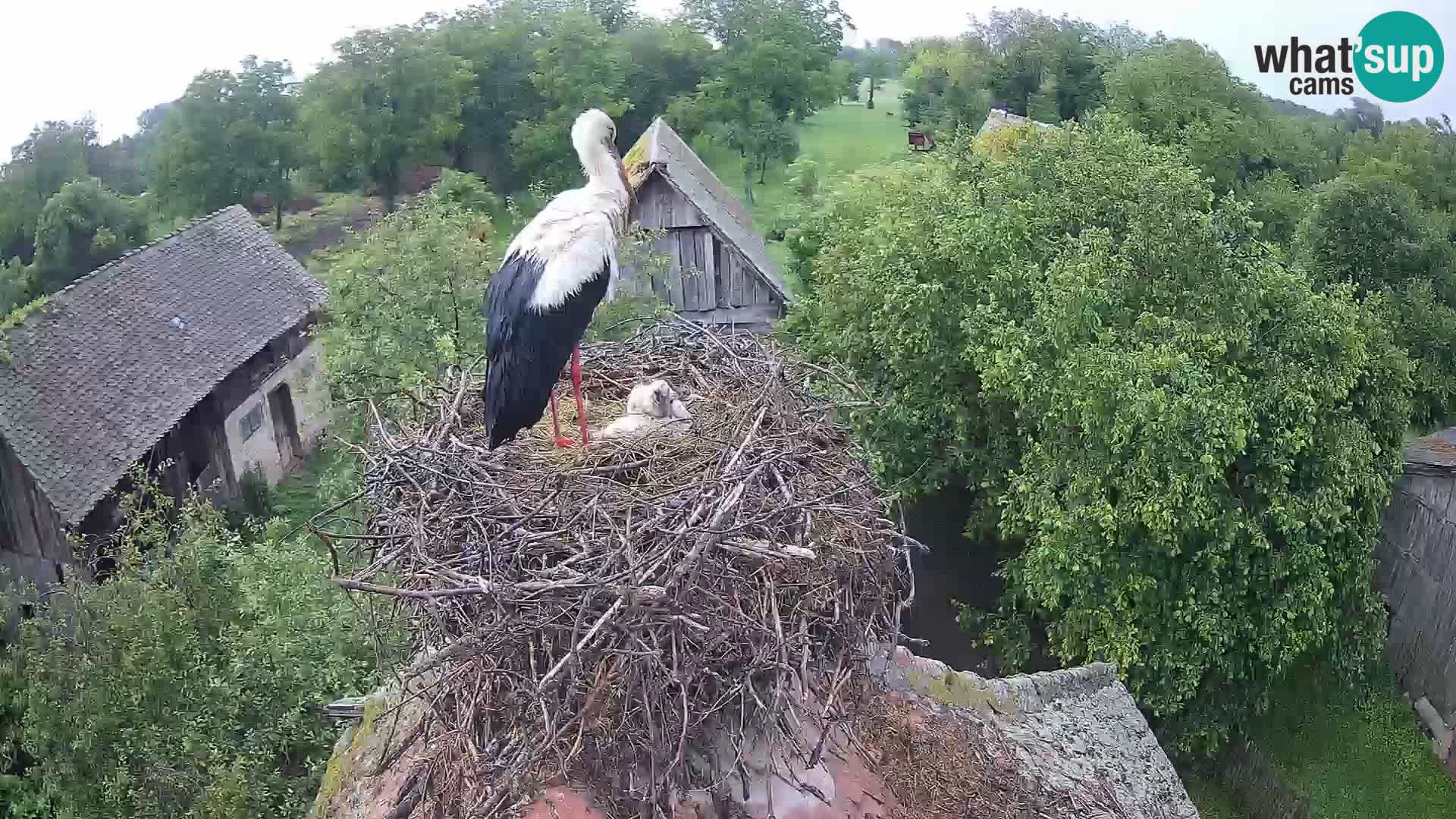 Pueblo europeo de cigüeñas camera en vivo Parque Natural Lonjsko polje