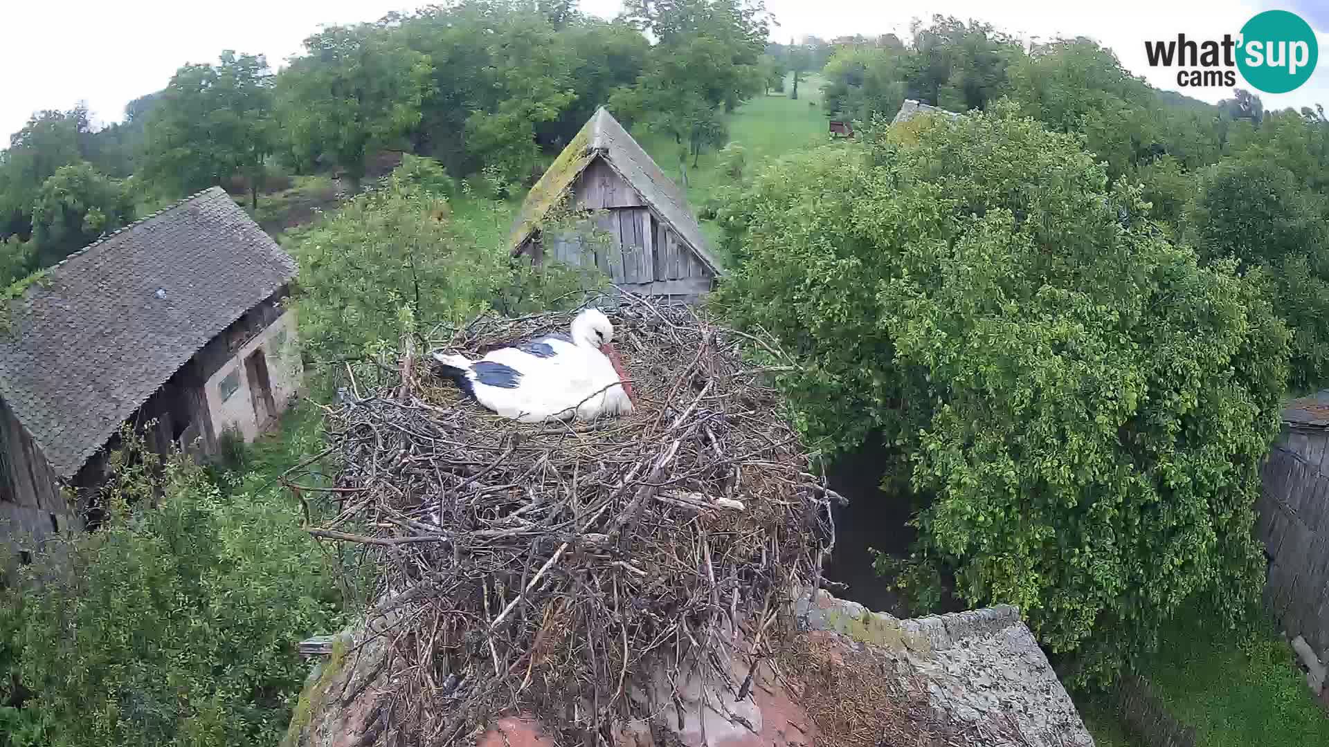 Webcam Europäisches Storchendorf – Naturpark Lonjsko polje