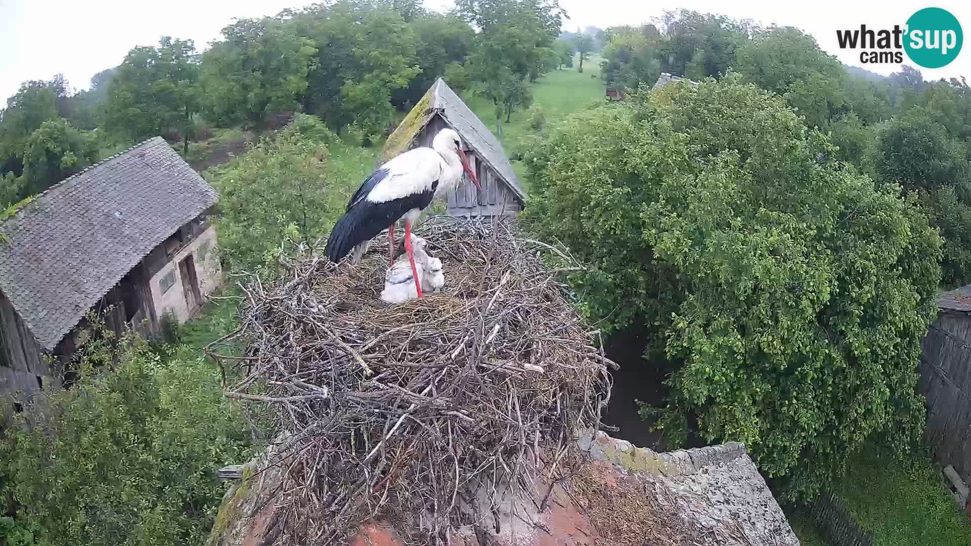 Webcam Europäisches Storchendorf – Naturpark Lonjsko polje
