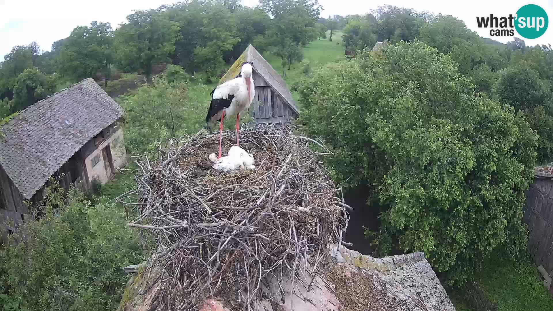 Webcam Europäisches Storchendorf – Naturpark Lonjsko polje