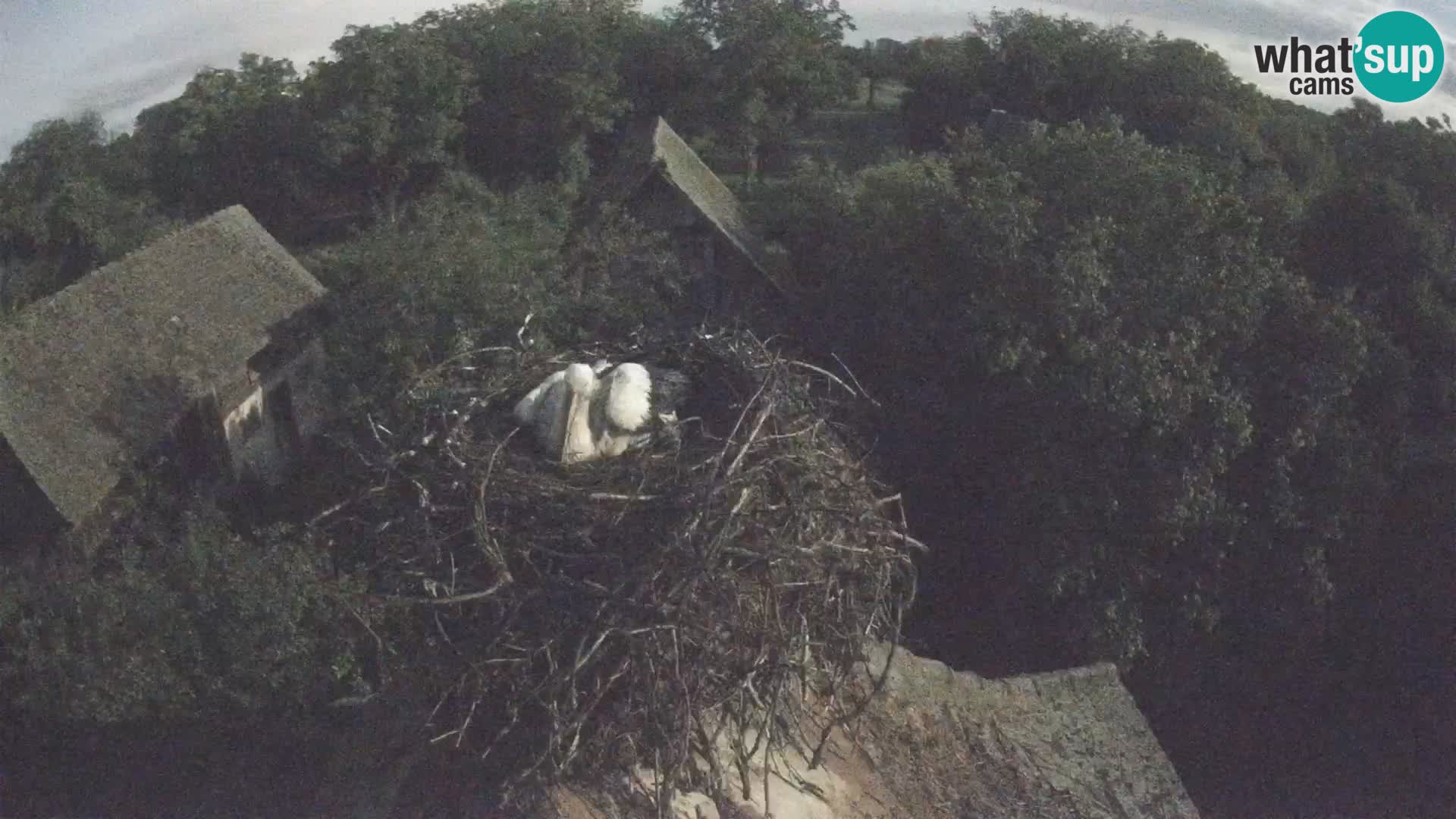 U živo Europsko selo roda – Park prirode Lonjsko polje
