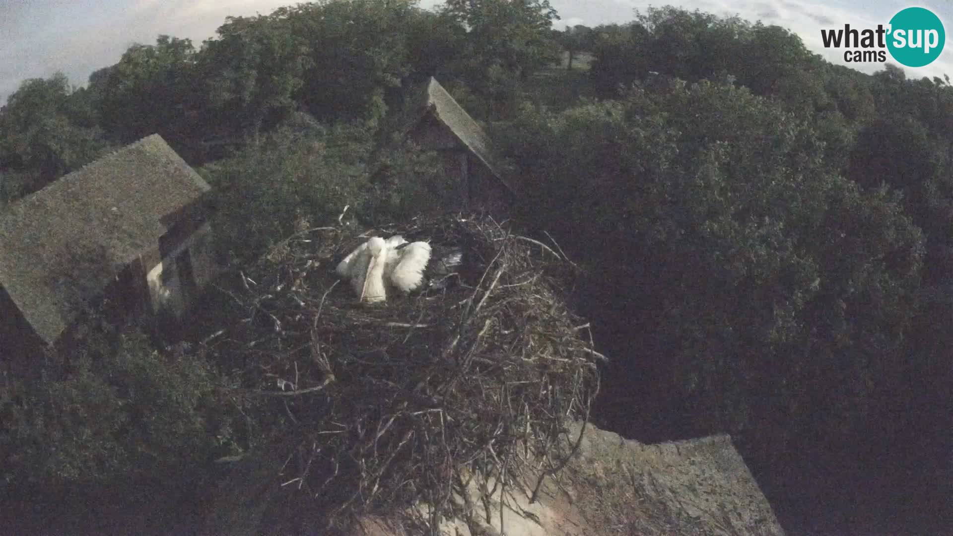 Pueblo europeo de cigüeñas camera en vivo Parque Natural Lonjsko polje