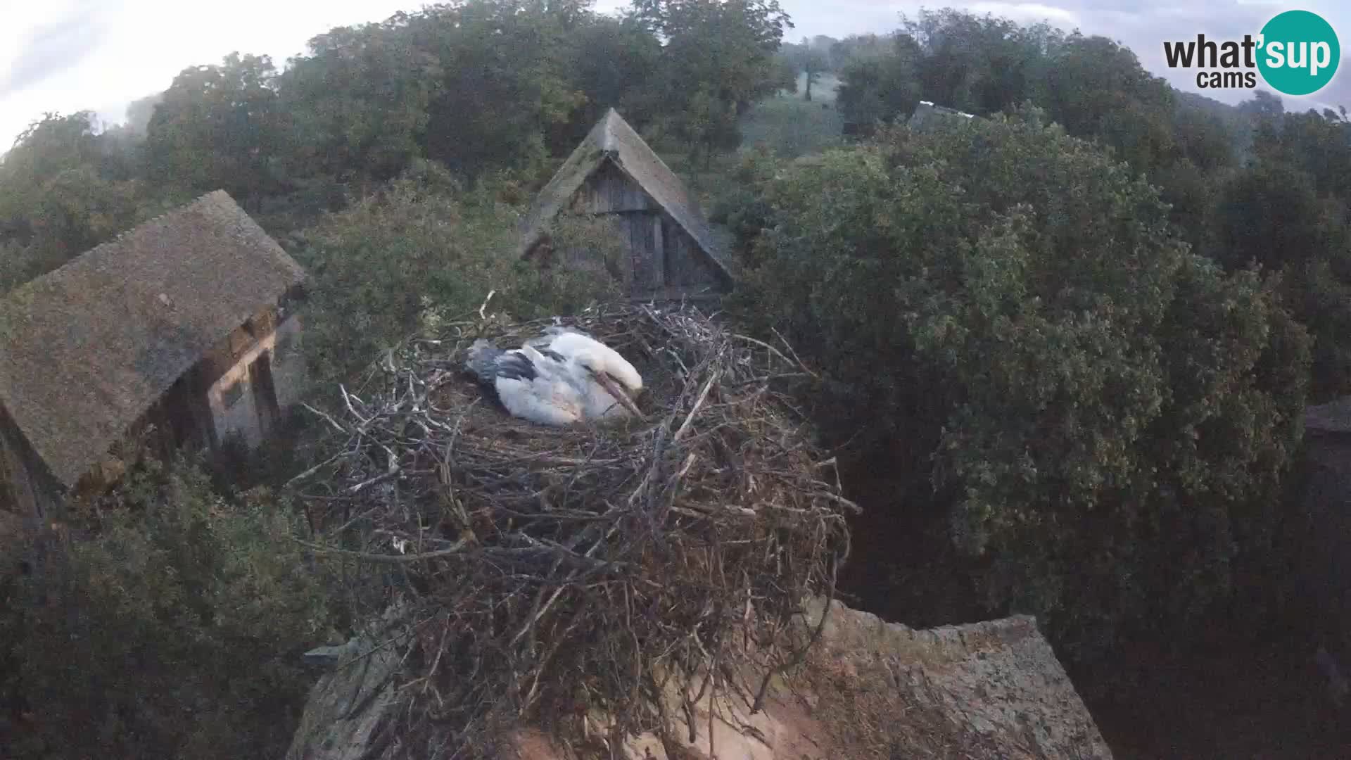 Villaggio delle cicogne europee webcam Parco naturale di Lonjsko polje