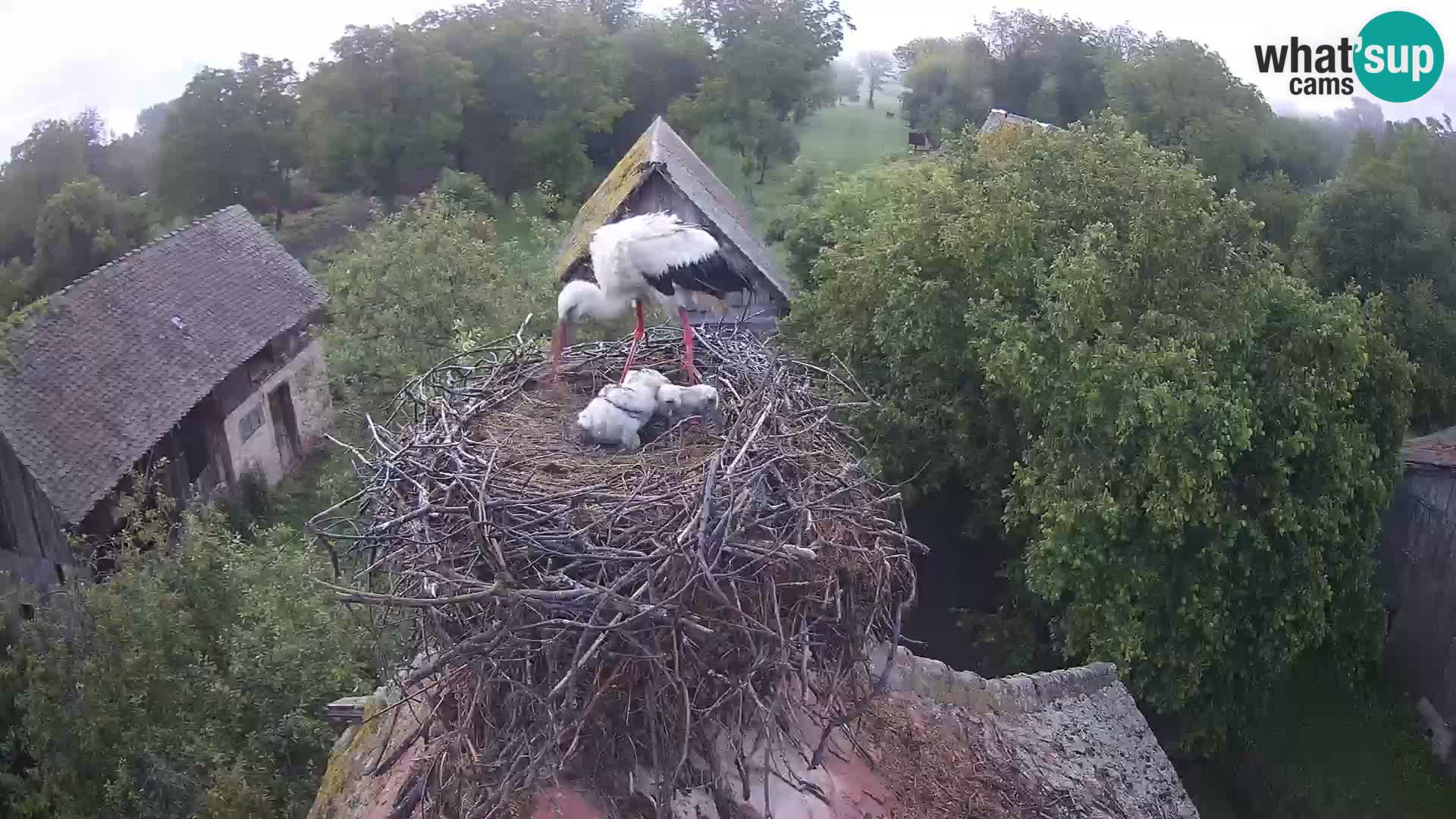 Villaggio delle cicogne europee webcam Parco naturale di Lonjsko polje