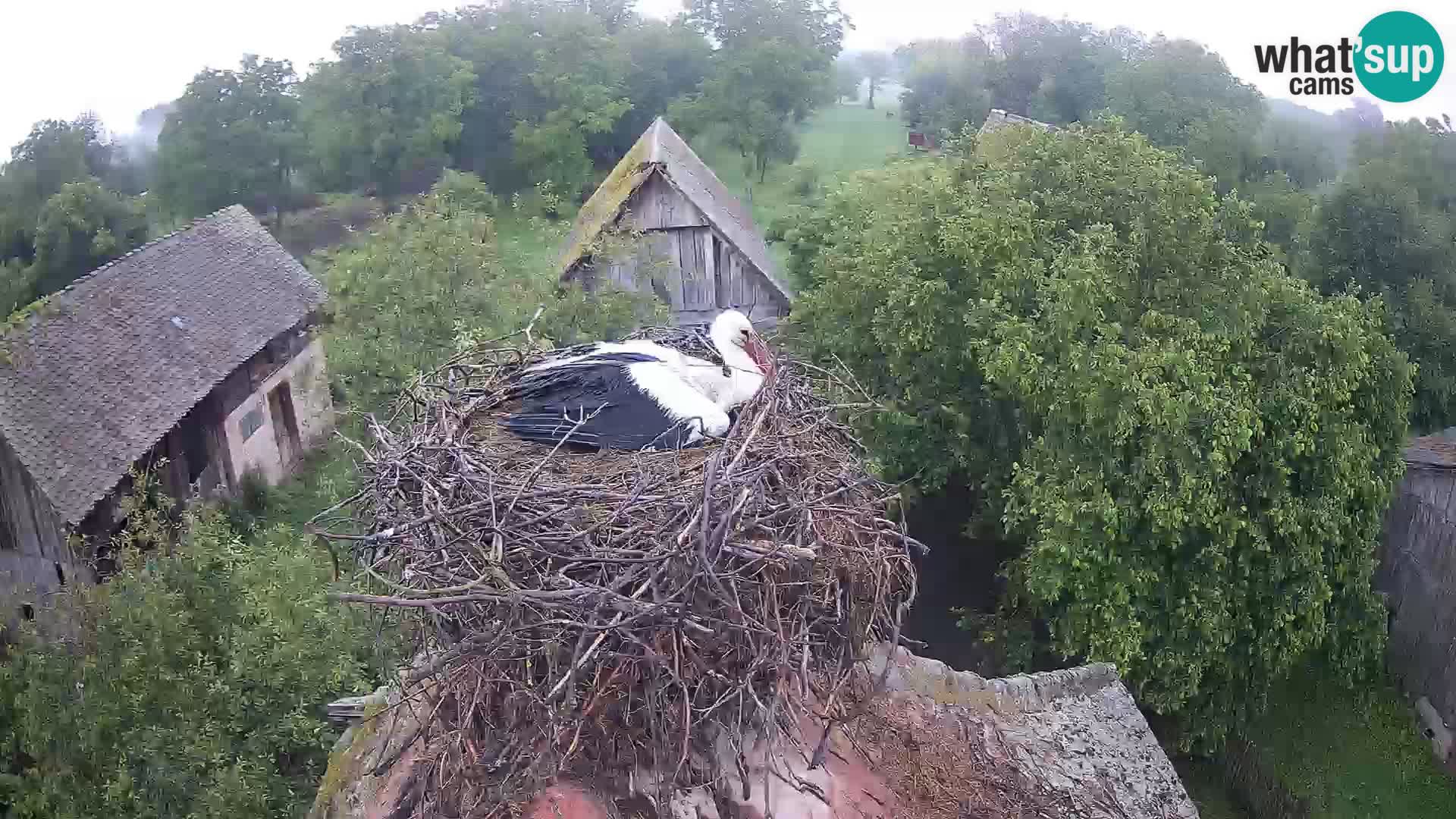 Village européen de cigognes webcam Parc naturel de Lonjsko polje