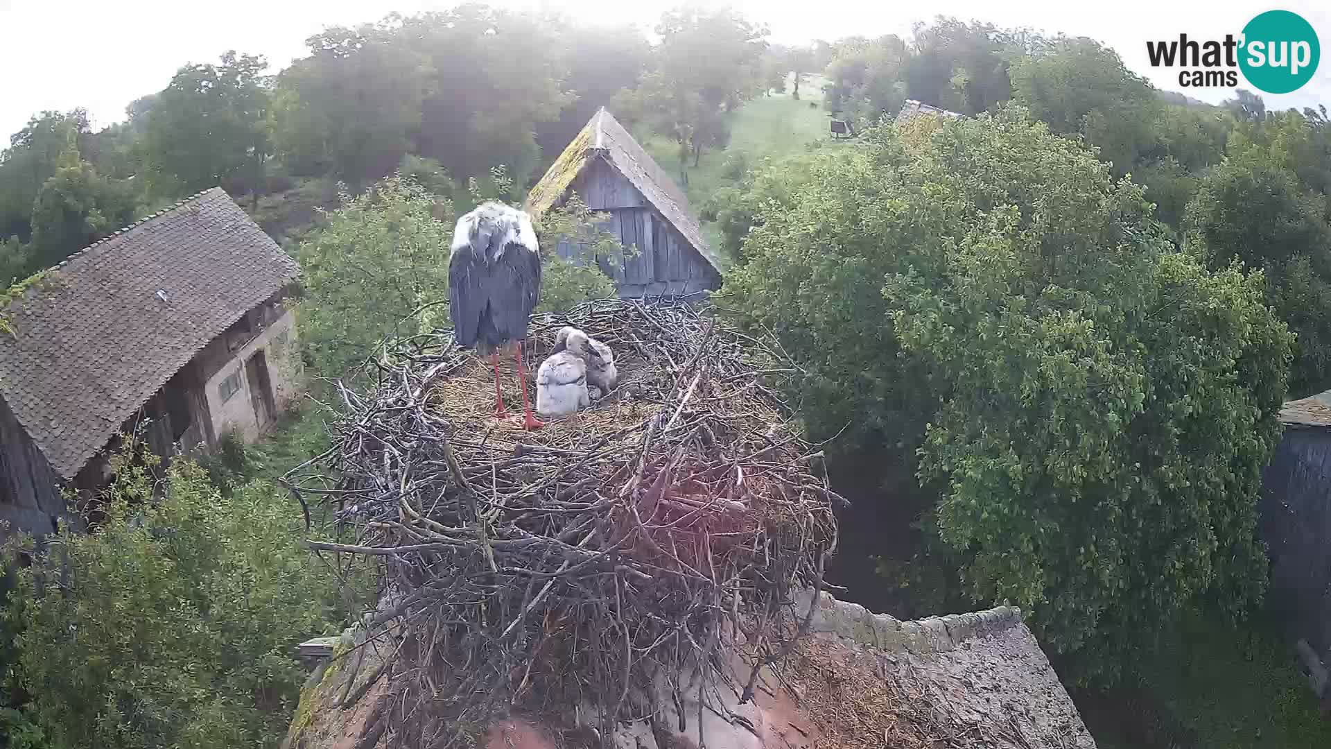 Webcam Europäisches Storchendorf – Naturpark Lonjsko polje