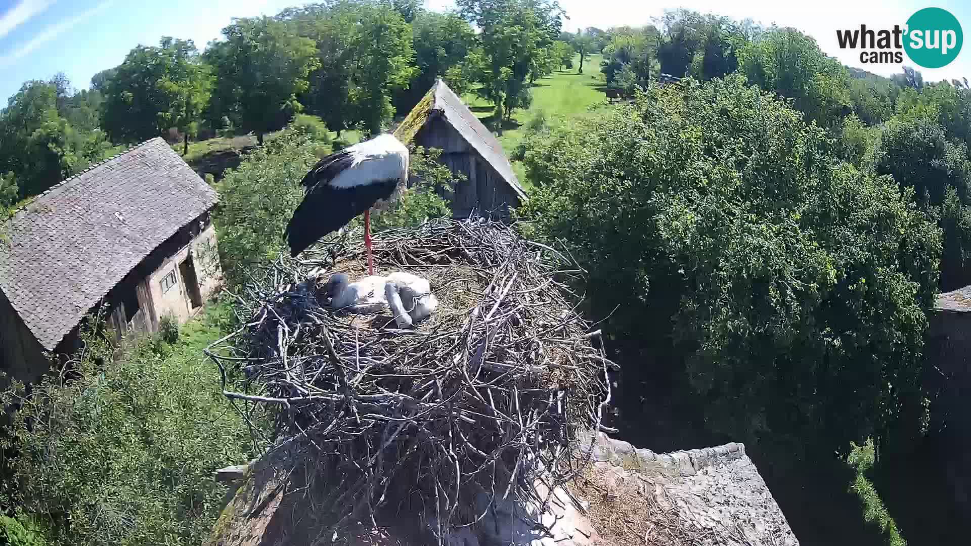 Webcam Europäisches Storchendorf – Naturpark Lonjsko polje