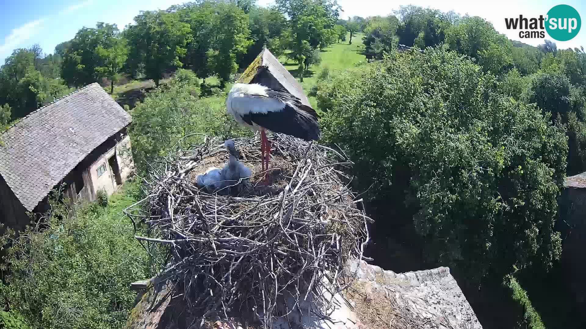 Villaggio delle cicogne europee webcam Parco naturale di Lonjsko polje