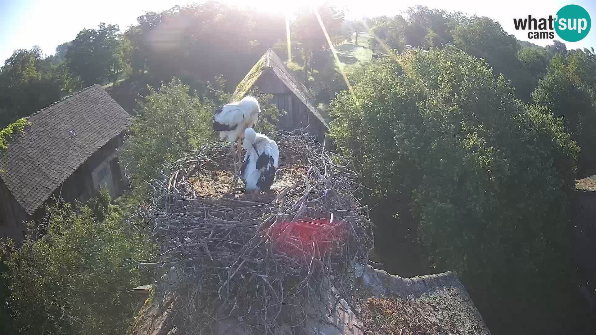 Village européen de cigognes webcam Parc naturel de Lonjsko polje