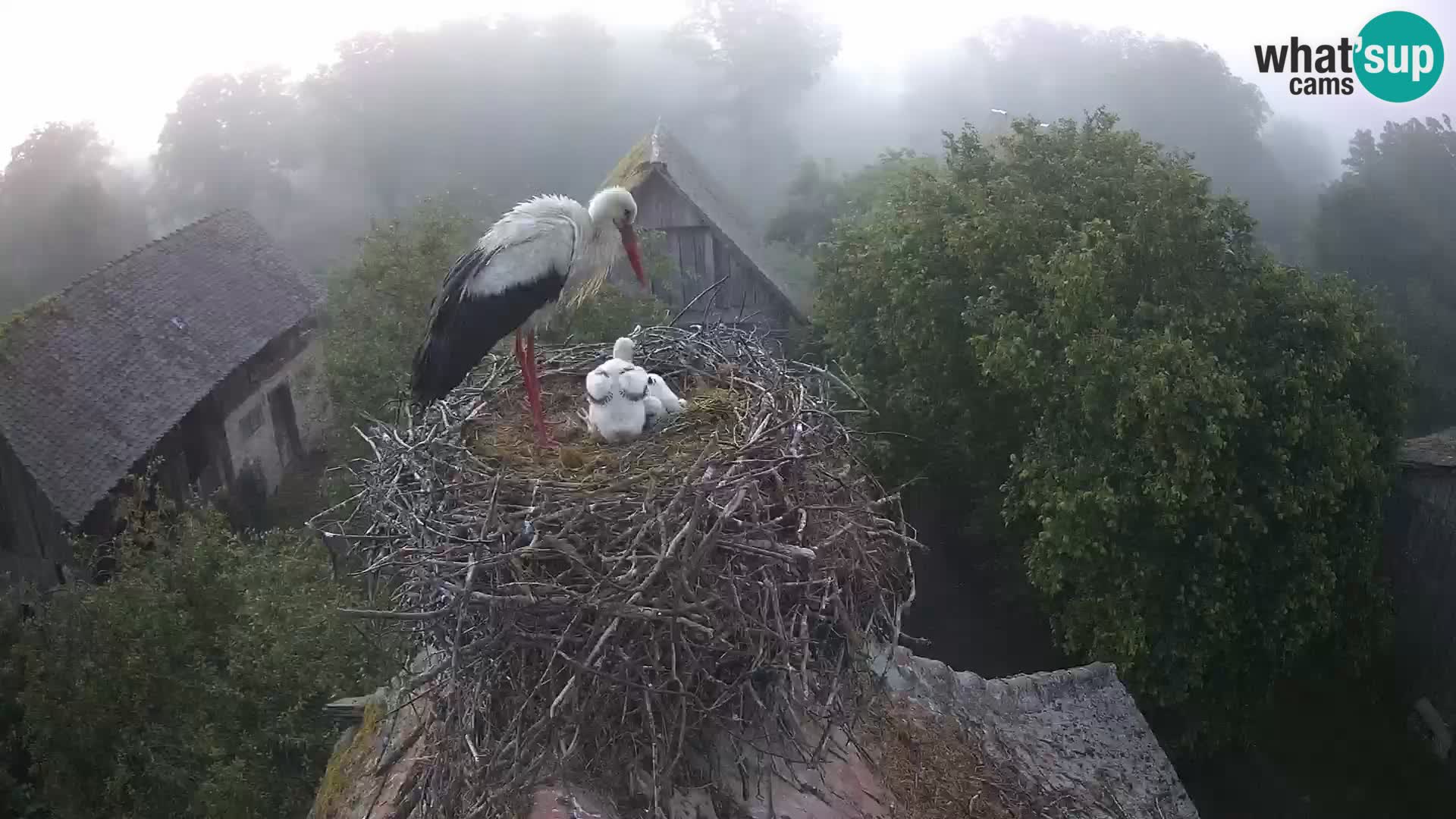 Villaggio delle cicogne europee webcam Parco naturale di Lonjsko polje