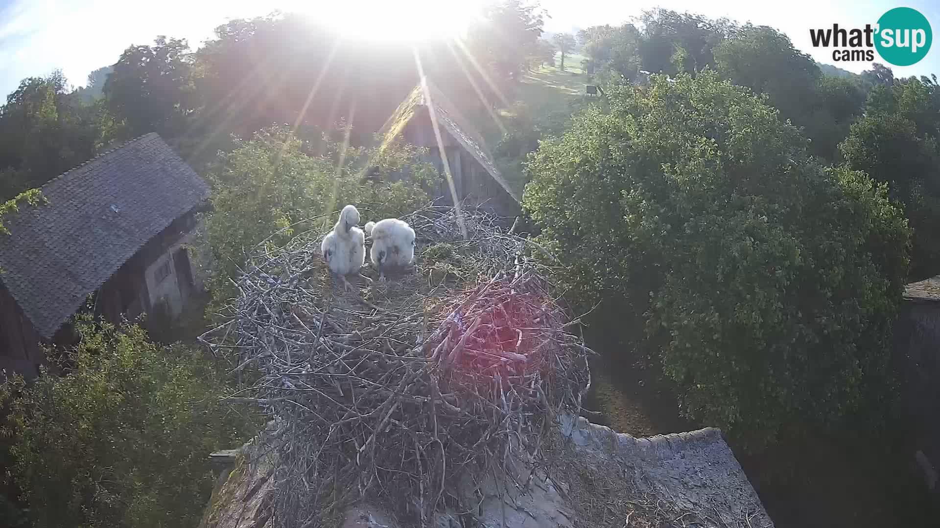 U živo Europsko selo roda – Park prirode Lonjsko polje
