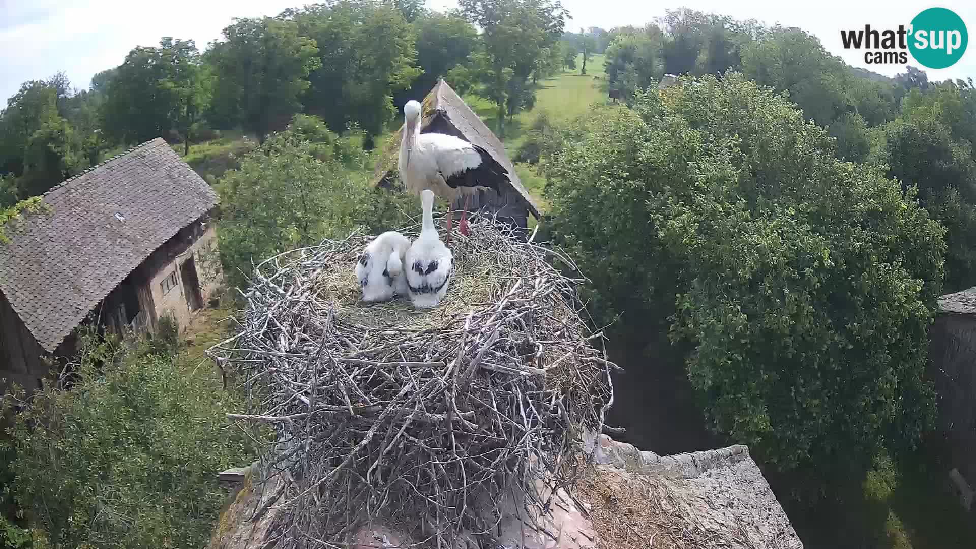 Pueblo europeo de cigüeñas camera en vivo Parque Natural Lonjsko polje