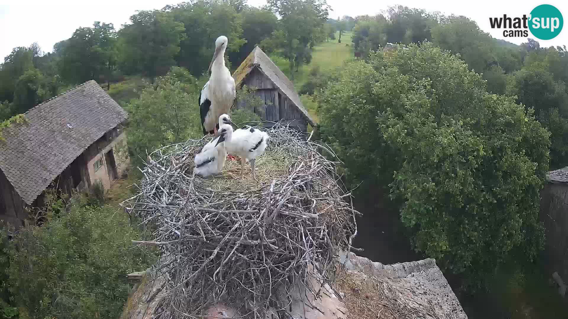 Pueblo europeo de cigüeñas camera en vivo Parque Natural Lonjsko polje