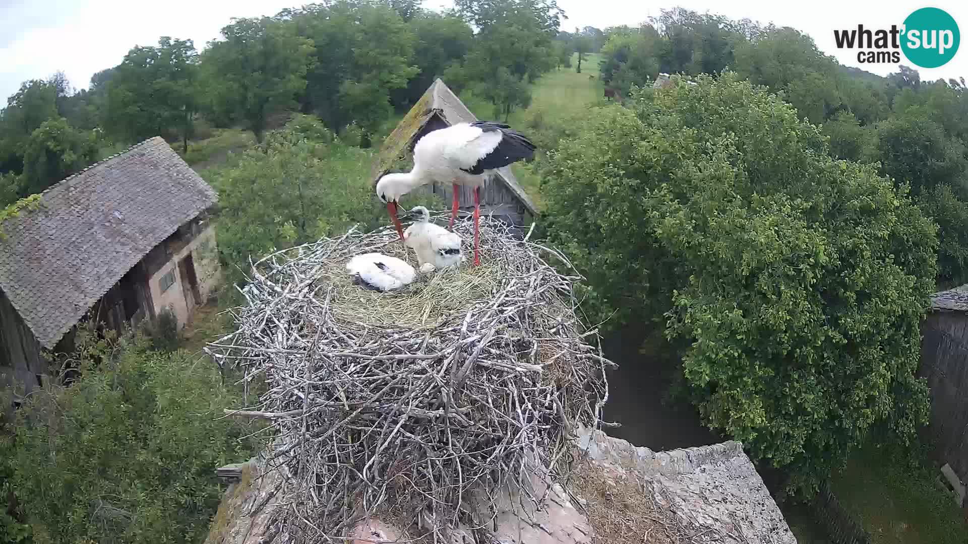 Evropska vas štorklje – Krajinski park Lonjsko polje spletna kamera
