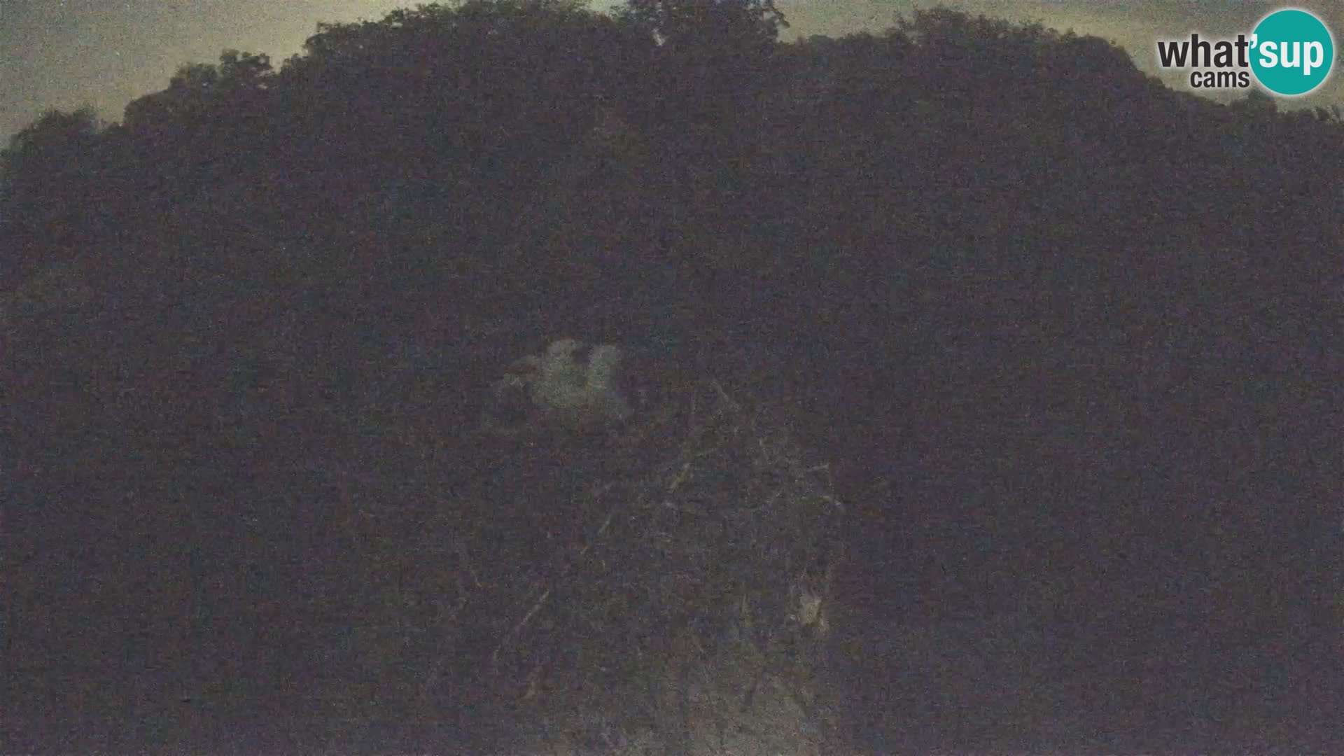 Pueblo europeo de cigüeñas camera en vivo Parque Natural Lonjsko polje