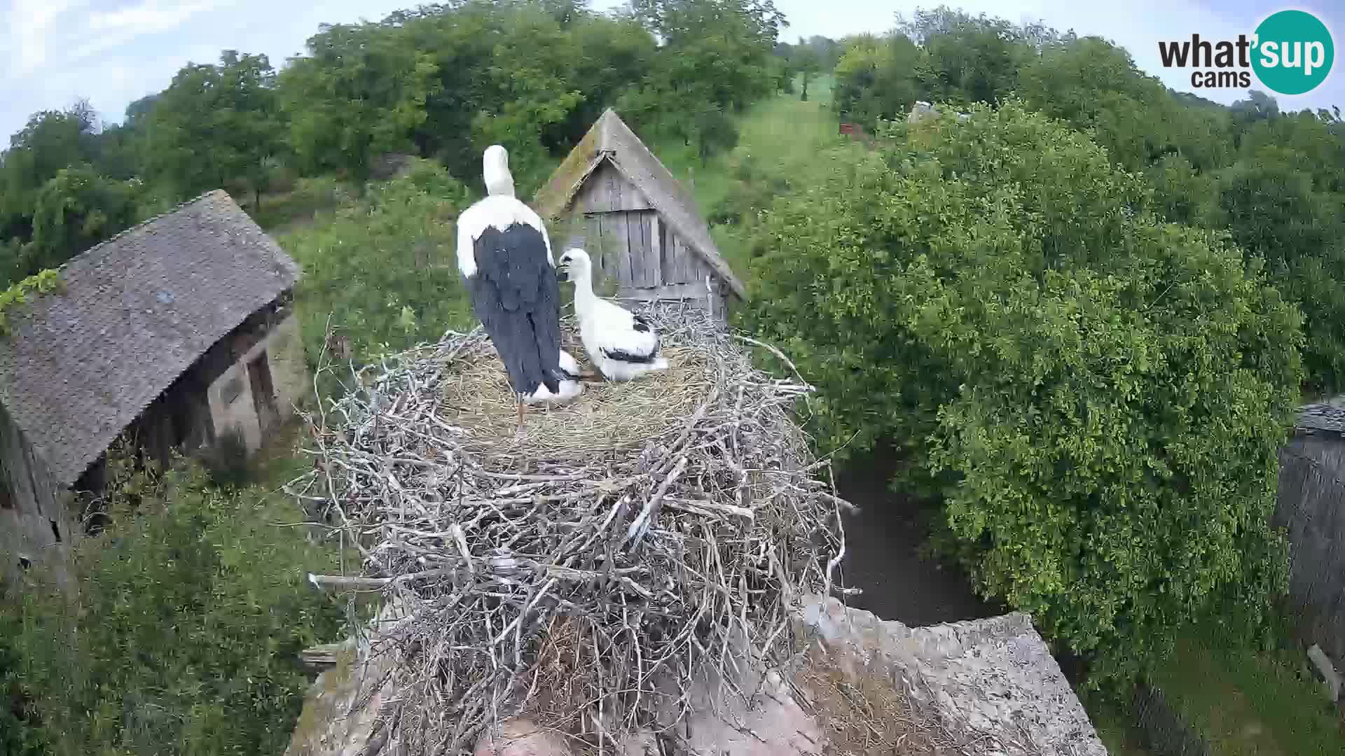 U živo Europsko selo roda – Park prirode Lonjsko polje