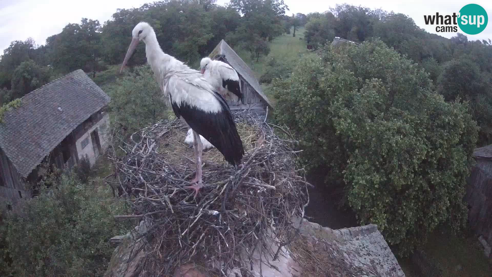 Pueblo europeo de cigüeñas camera en vivo Parque Natural Lonjsko polje
