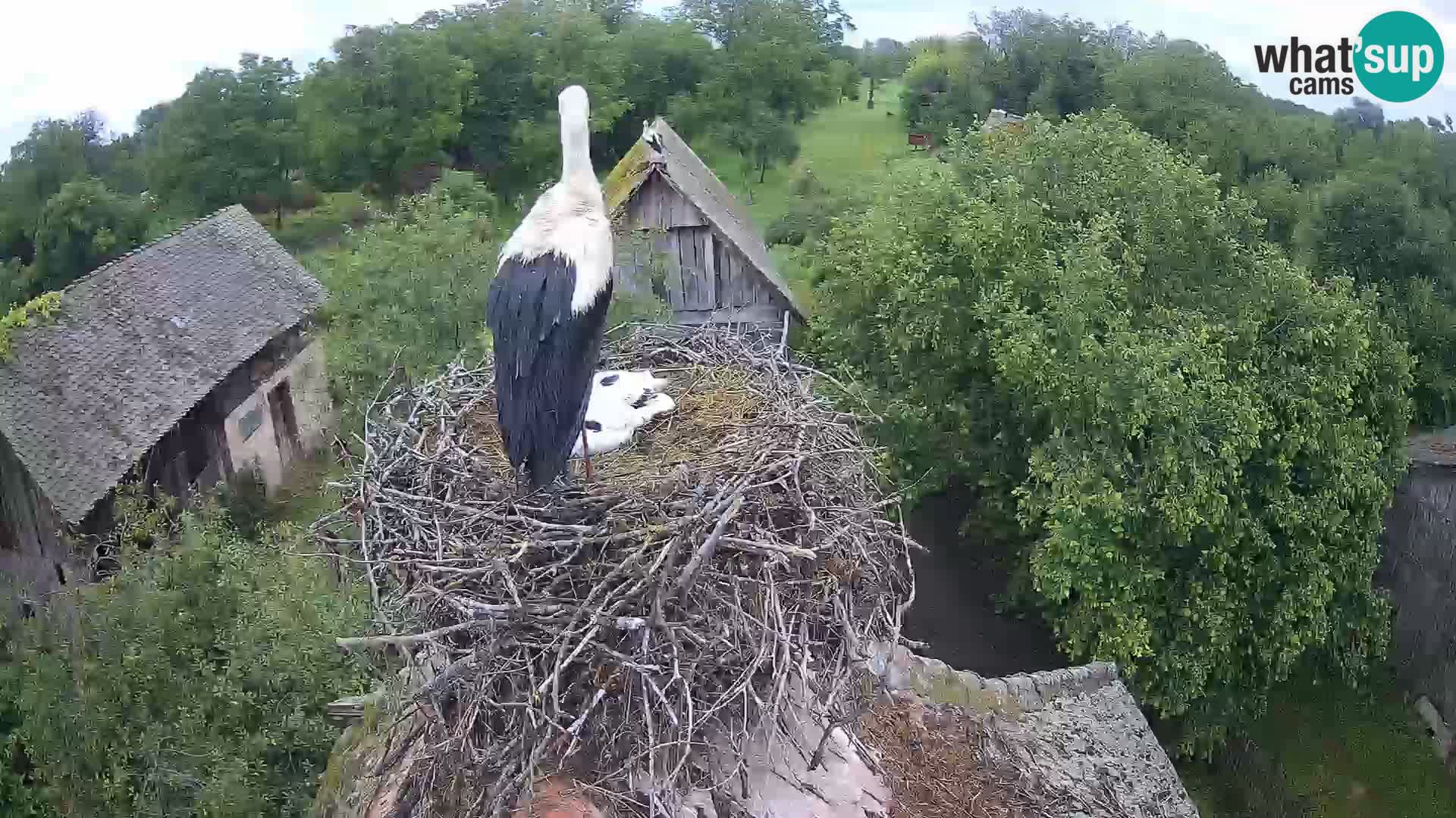 Webcam Europäisches Storchendorf – Naturpark Lonjsko polje