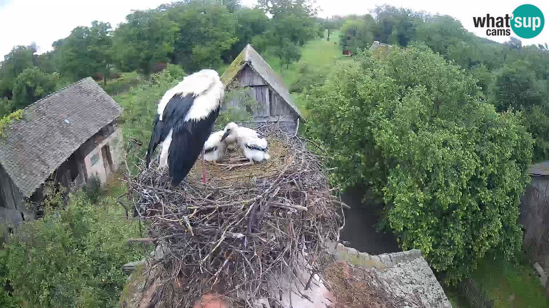 Webcam Europäisches Storchendorf – Naturpark Lonjsko polje