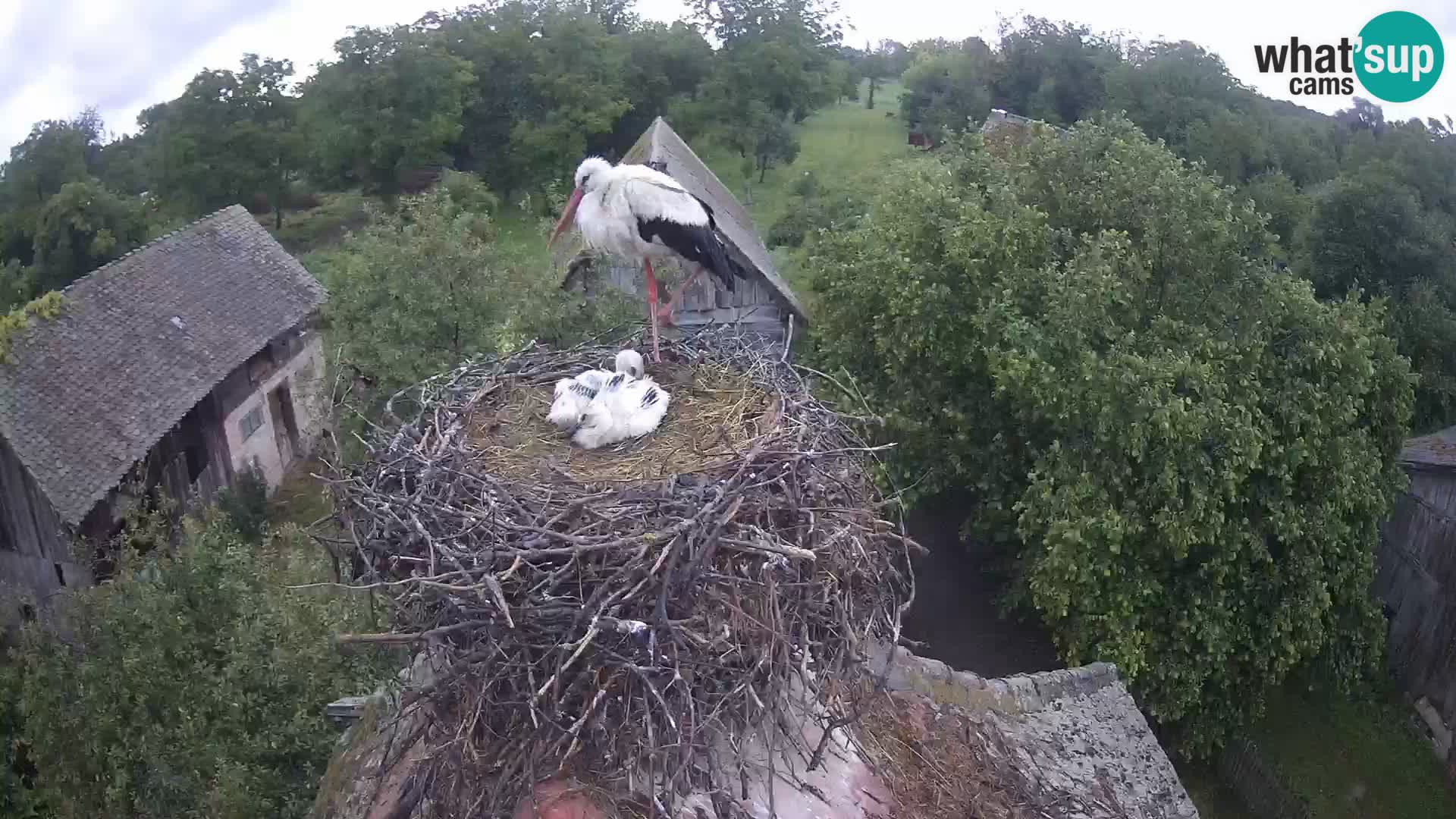 Evropska vas štorklje – Krajinski park Lonjsko polje spletna kamera