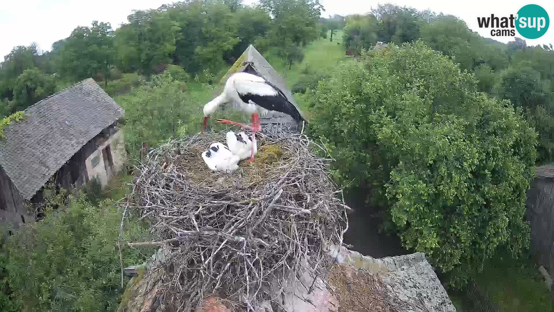 U živo Europsko selo roda – Park prirode Lonjsko polje