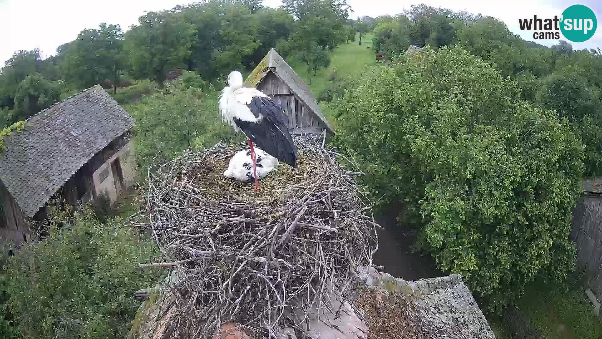 Villaggio delle cicogne europee webcam Parco naturale di Lonjsko polje