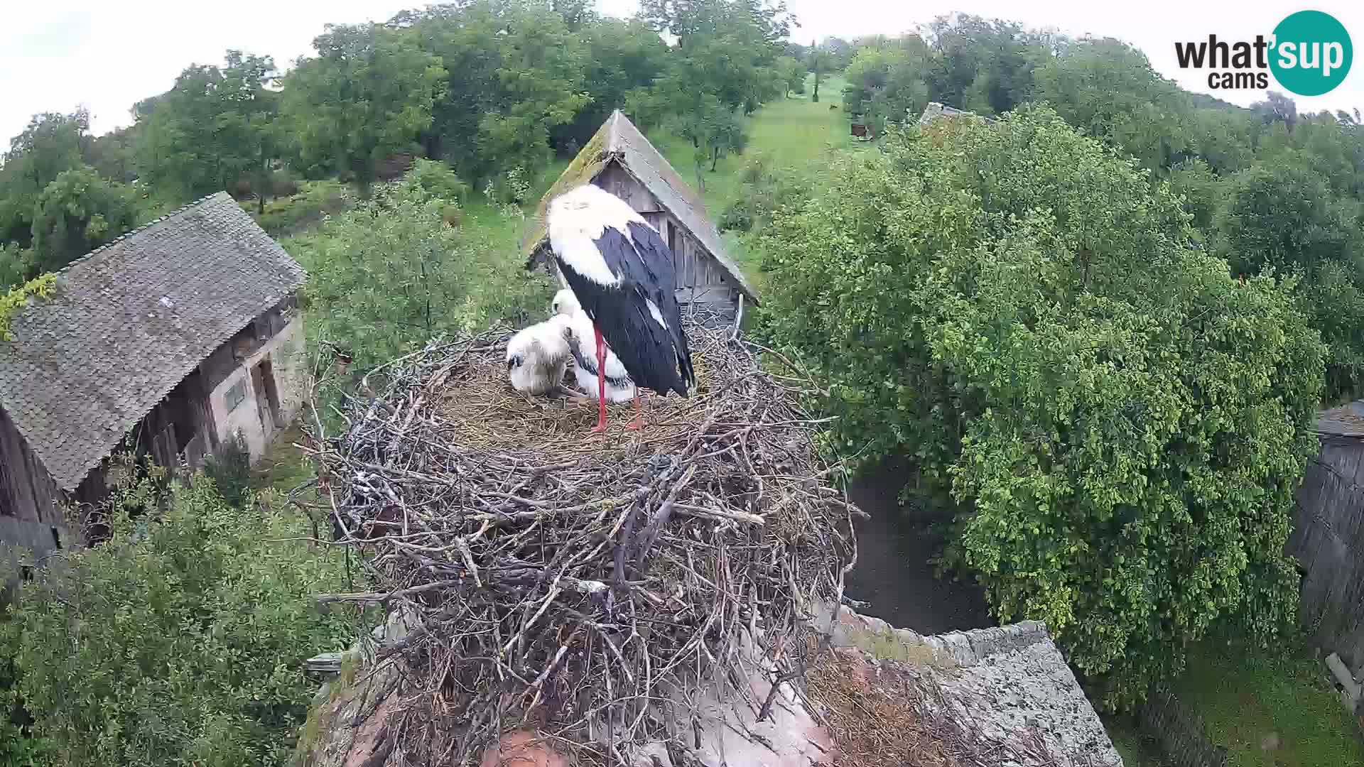 Evropska vas štorklje – Krajinski park Lonjsko polje spletna kamera