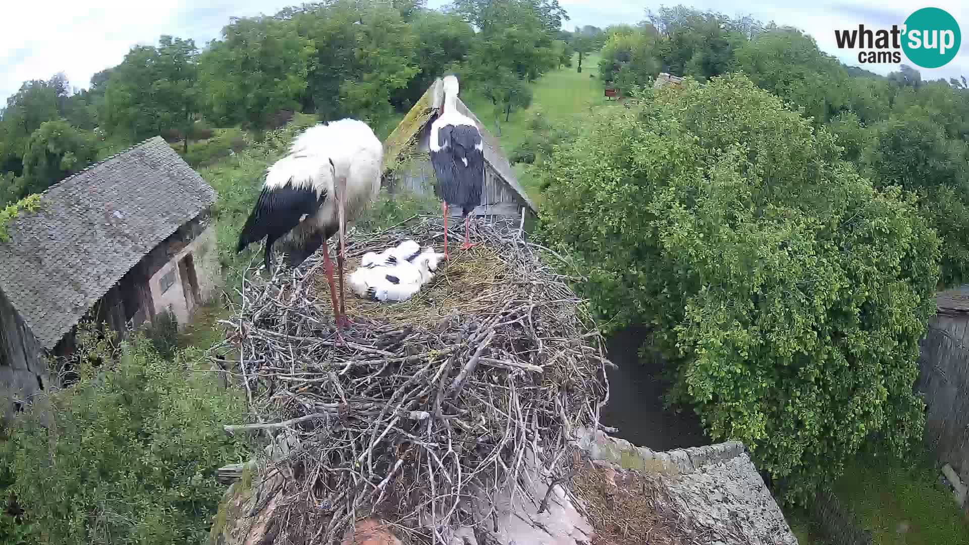 Webcam Europäisches Storchendorf – Naturpark Lonjsko polje