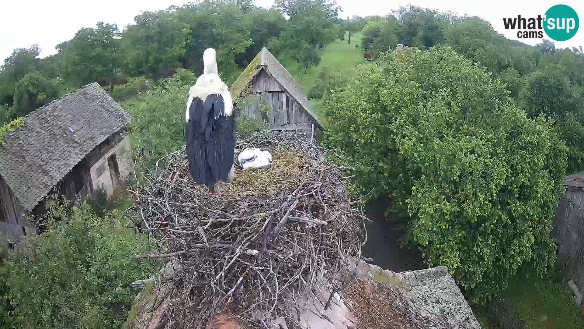 Villaggio delle cicogne europee webcam Parco naturale di Lonjsko polje
