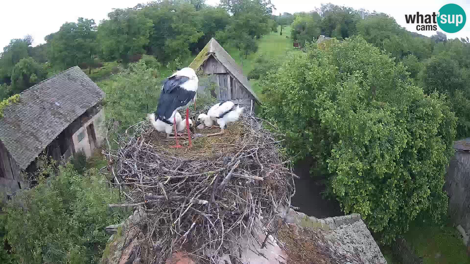 U živo Europsko selo roda – Park prirode Lonjsko polje