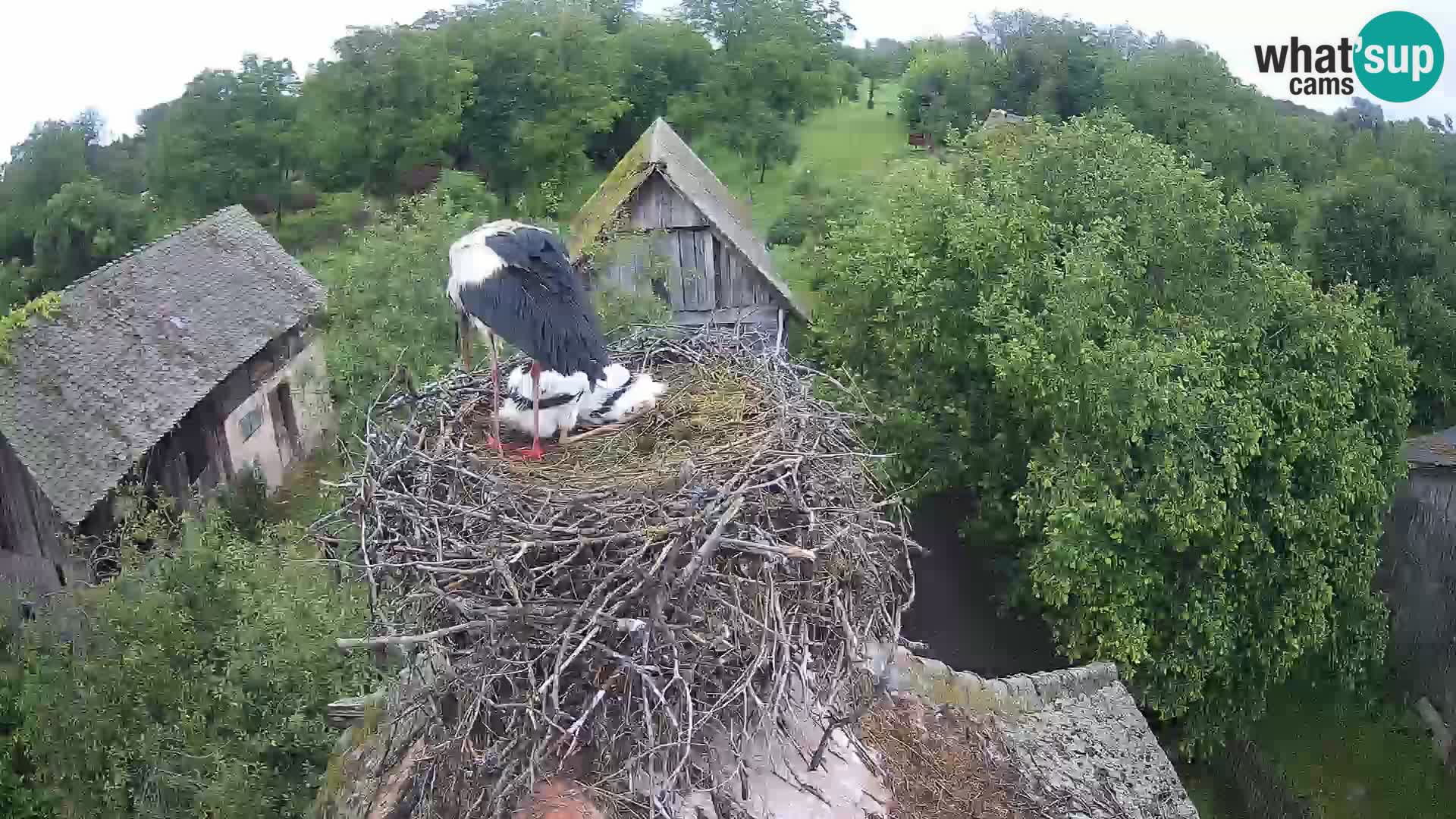 Village européen de cigognes webcam Parc naturel de Lonjsko polje