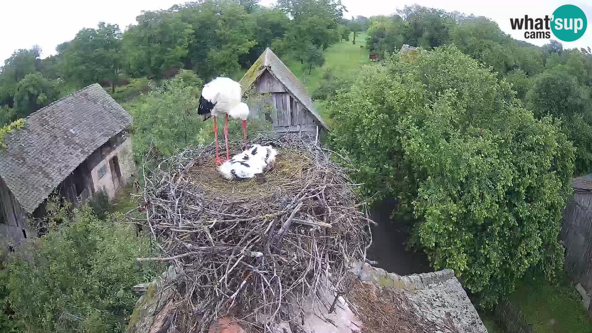 Evropska vas štorklje – Krajinski park Lonjsko polje spletna kamera