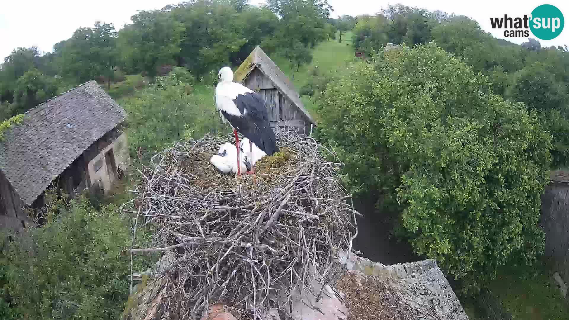 Village européen de cigognes webcam Parc naturel de Lonjsko polje