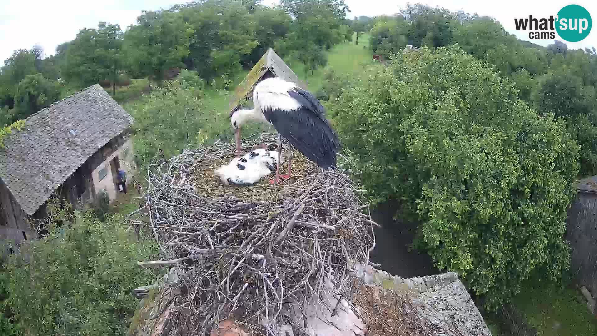 Villaggio delle cicogne europee webcam Parco naturale di Lonjsko polje