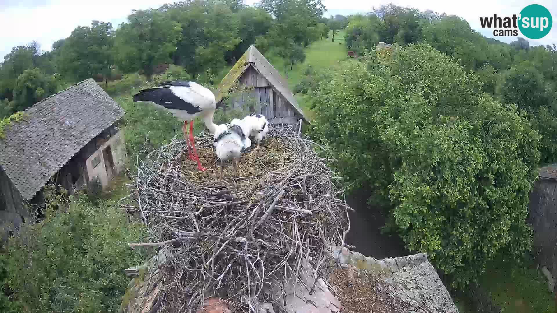 Villaggio delle cicogne europee webcam Parco naturale di Lonjsko polje