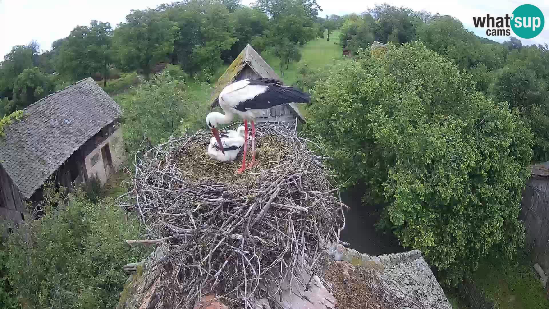 Webcam Europäisches Storchendorf – Naturpark Lonjsko polje