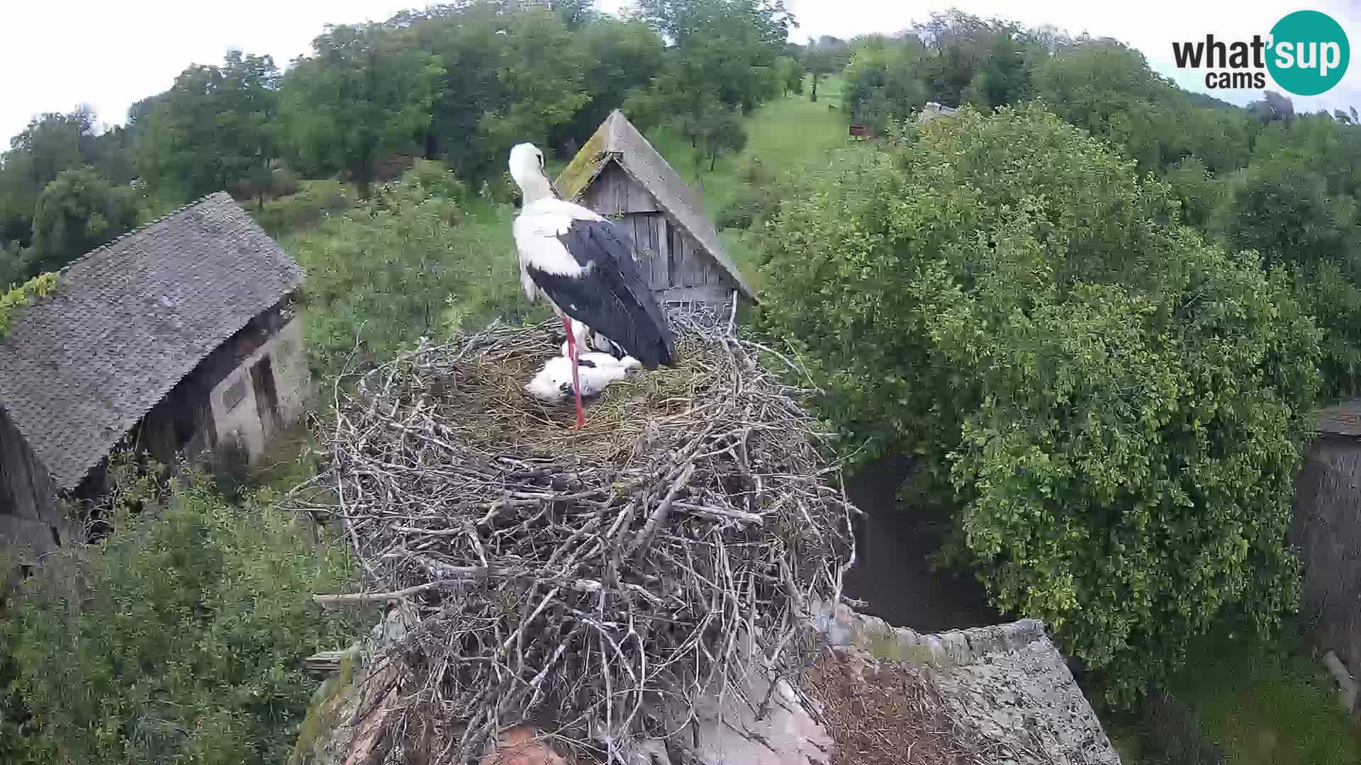 Webcam Europäisches Storchendorf – Naturpark Lonjsko polje