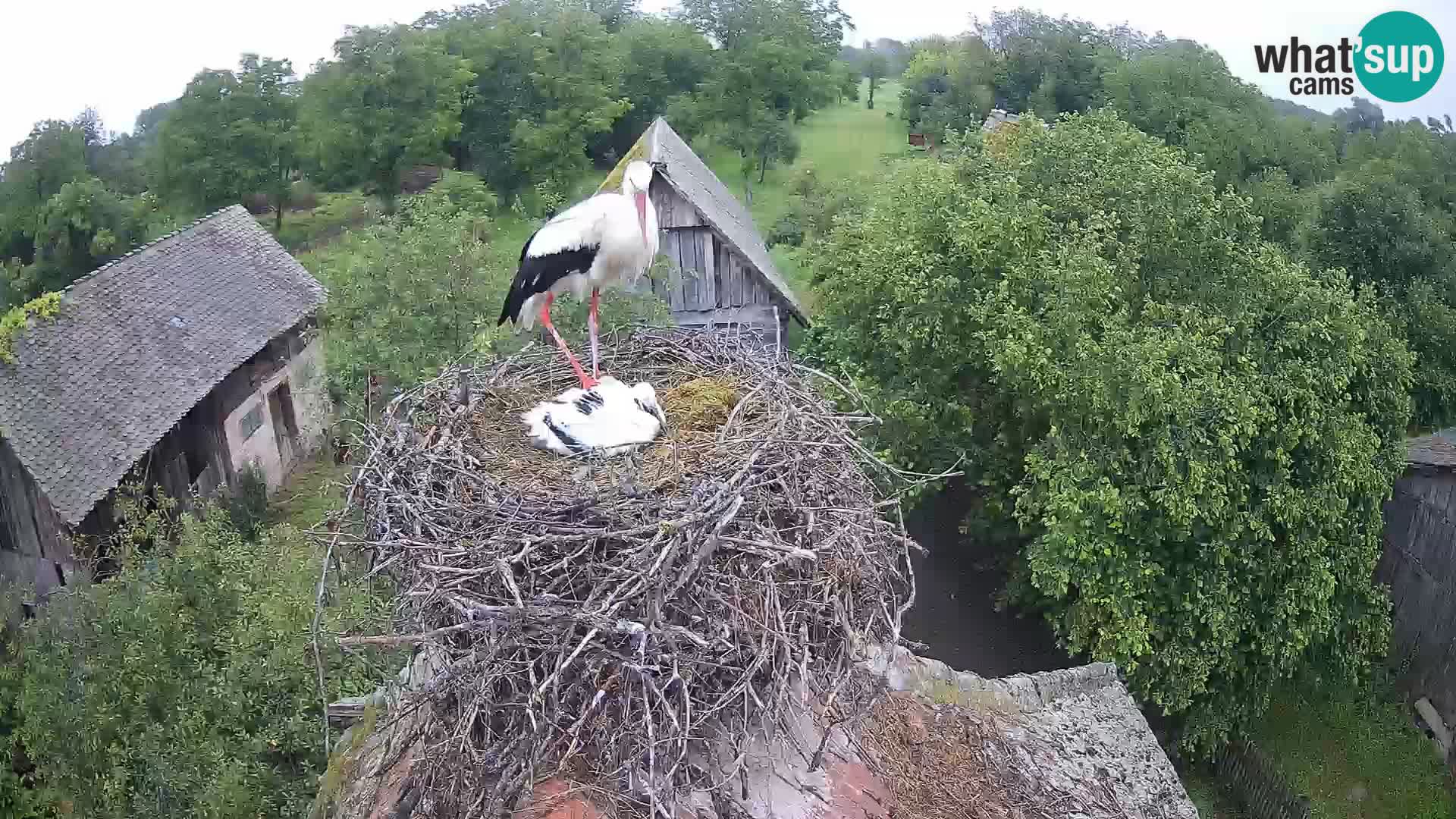 Pueblo europeo de cigüeñas camera en vivo Parque Natural Lonjsko polje
