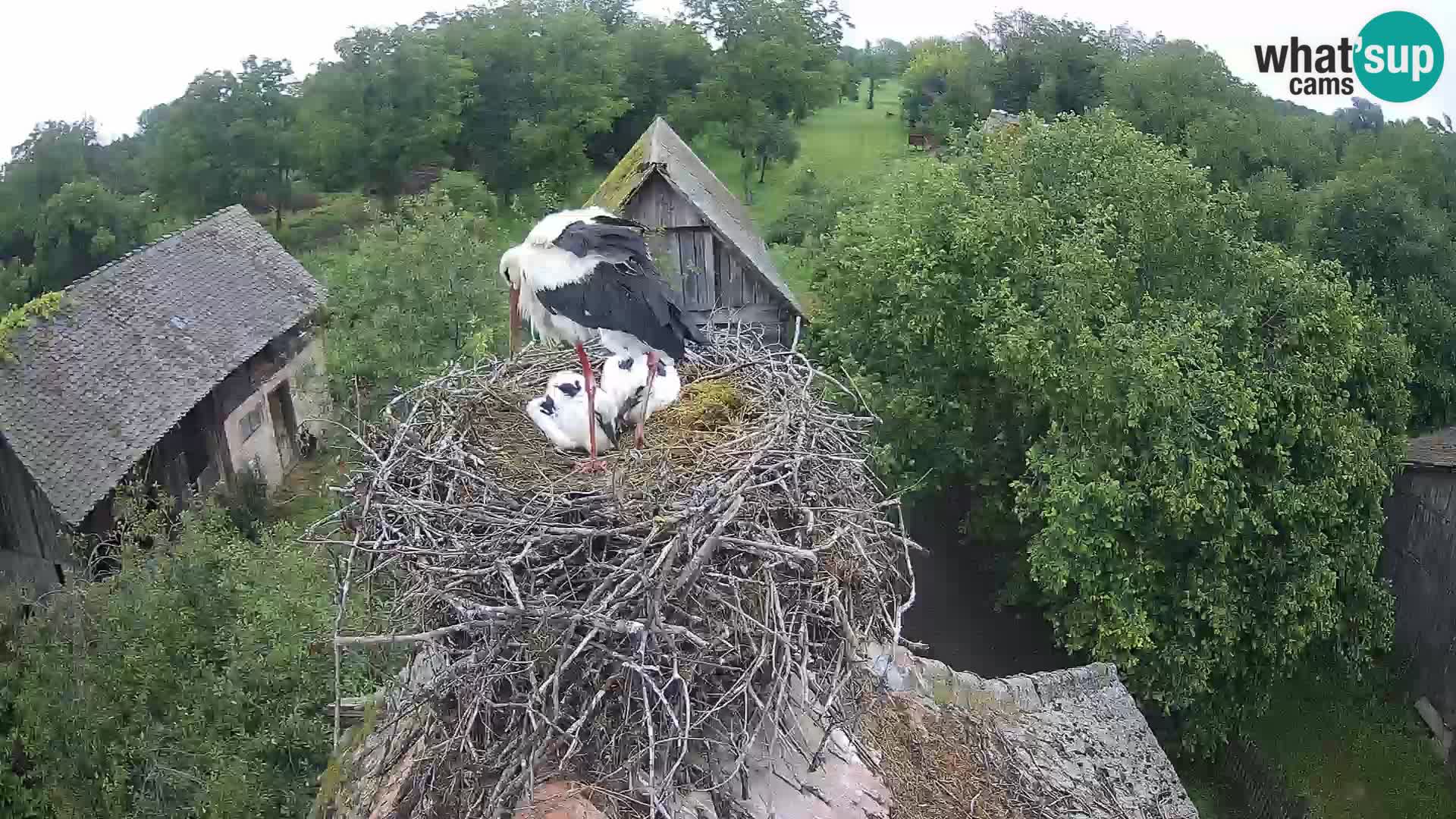 Webcam Europäisches Storchendorf – Naturpark Lonjsko polje