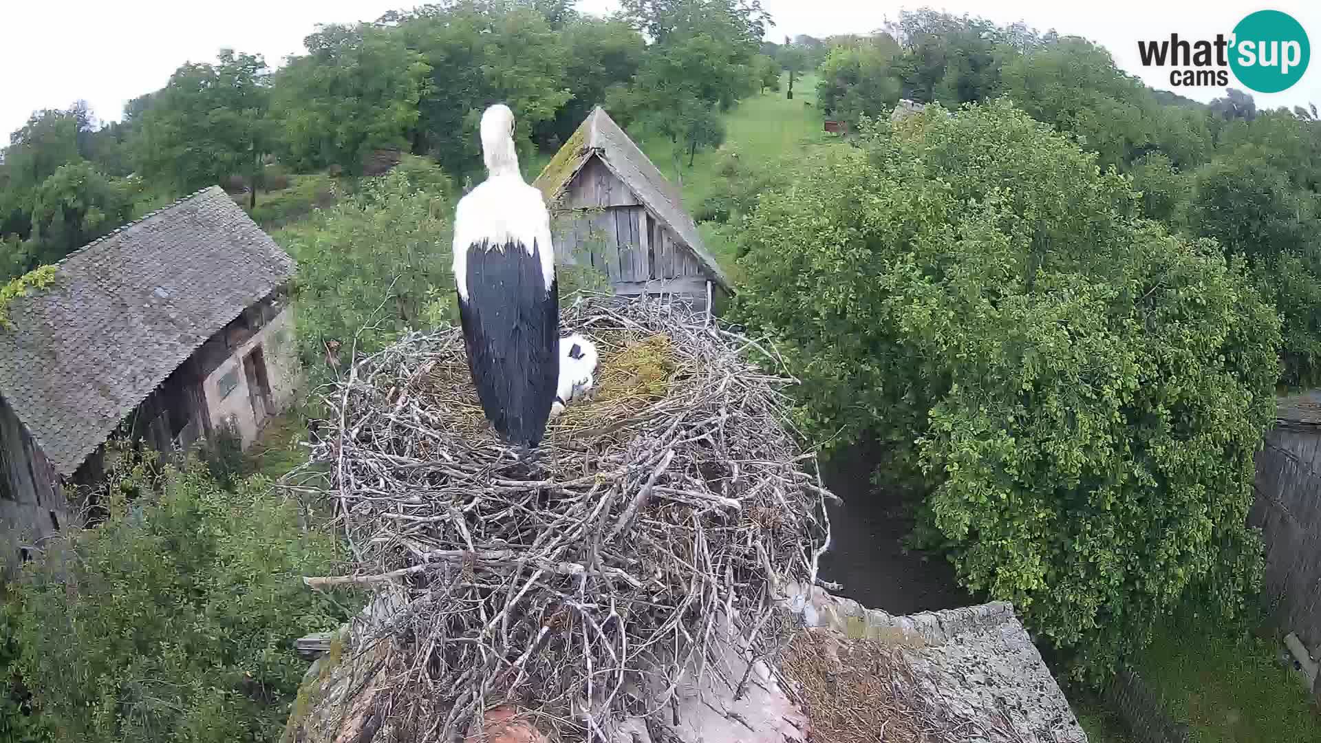 U živo Europsko selo roda – Park prirode Lonjsko polje
