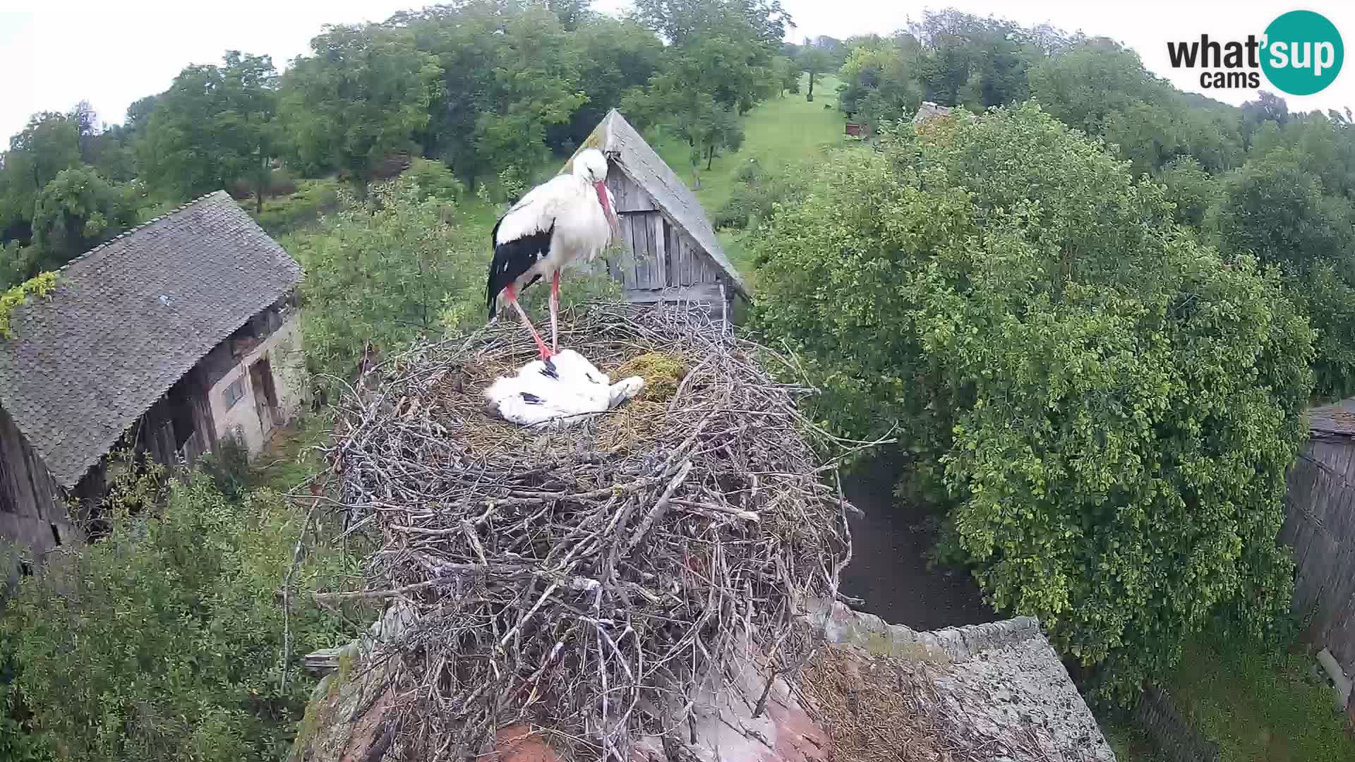 Webcam Europäisches Storchendorf – Naturpark Lonjsko polje