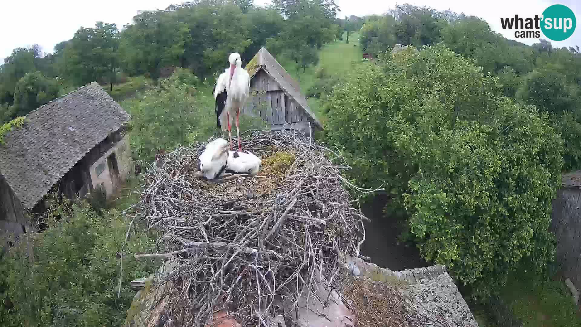 Village européen de cigognes webcam Parc naturel de Lonjsko polje