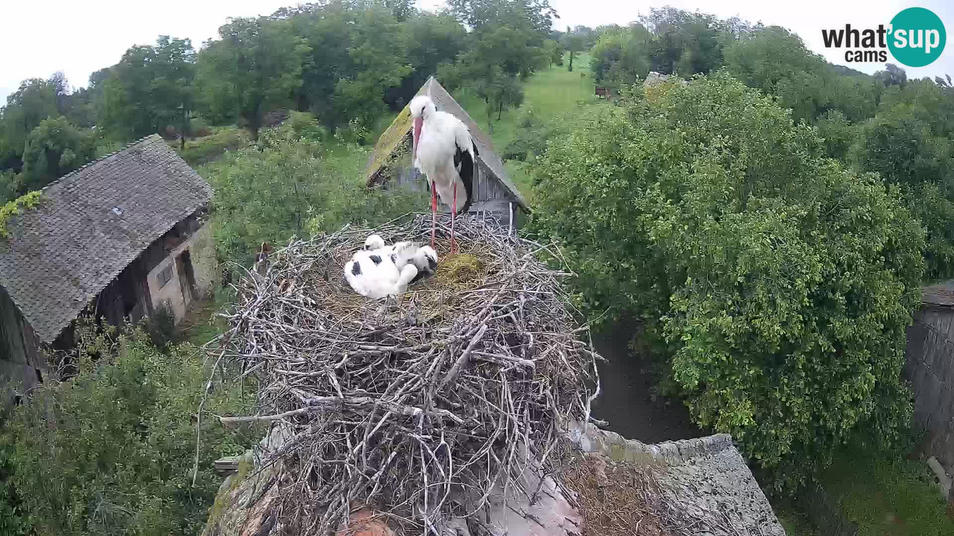 Villaggio delle cicogne europee webcam Parco naturale di Lonjsko polje