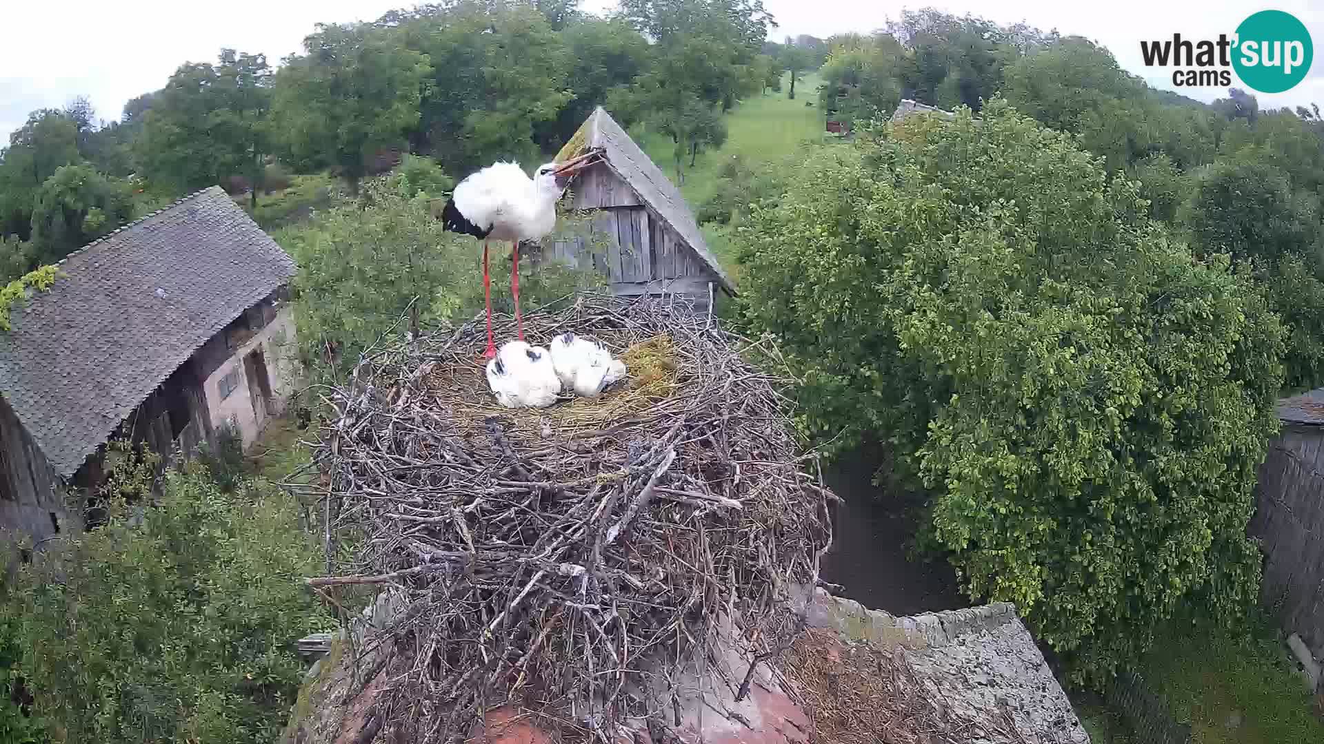 Villaggio delle cicogne europee webcam Parco naturale di Lonjsko polje