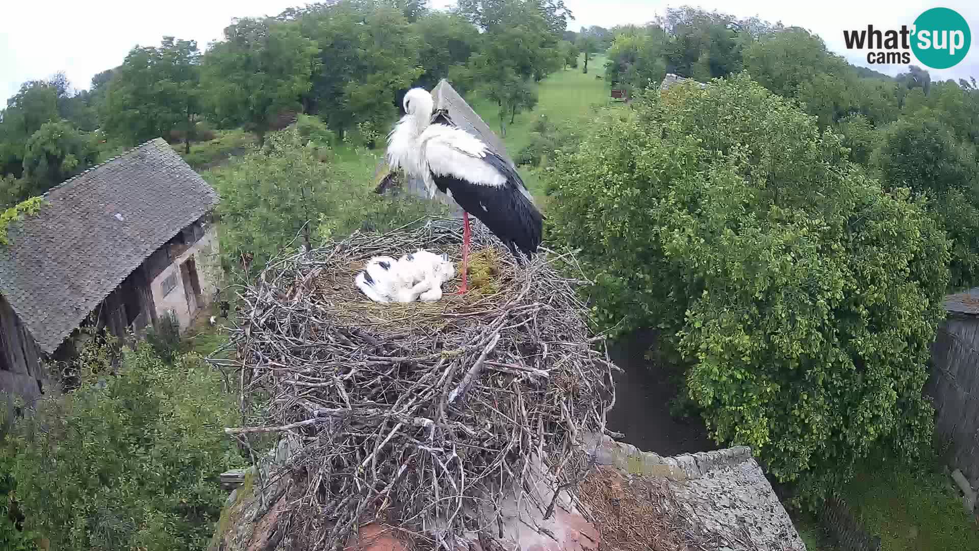 Villaggio delle cicogne europee webcam Parco naturale di Lonjsko polje