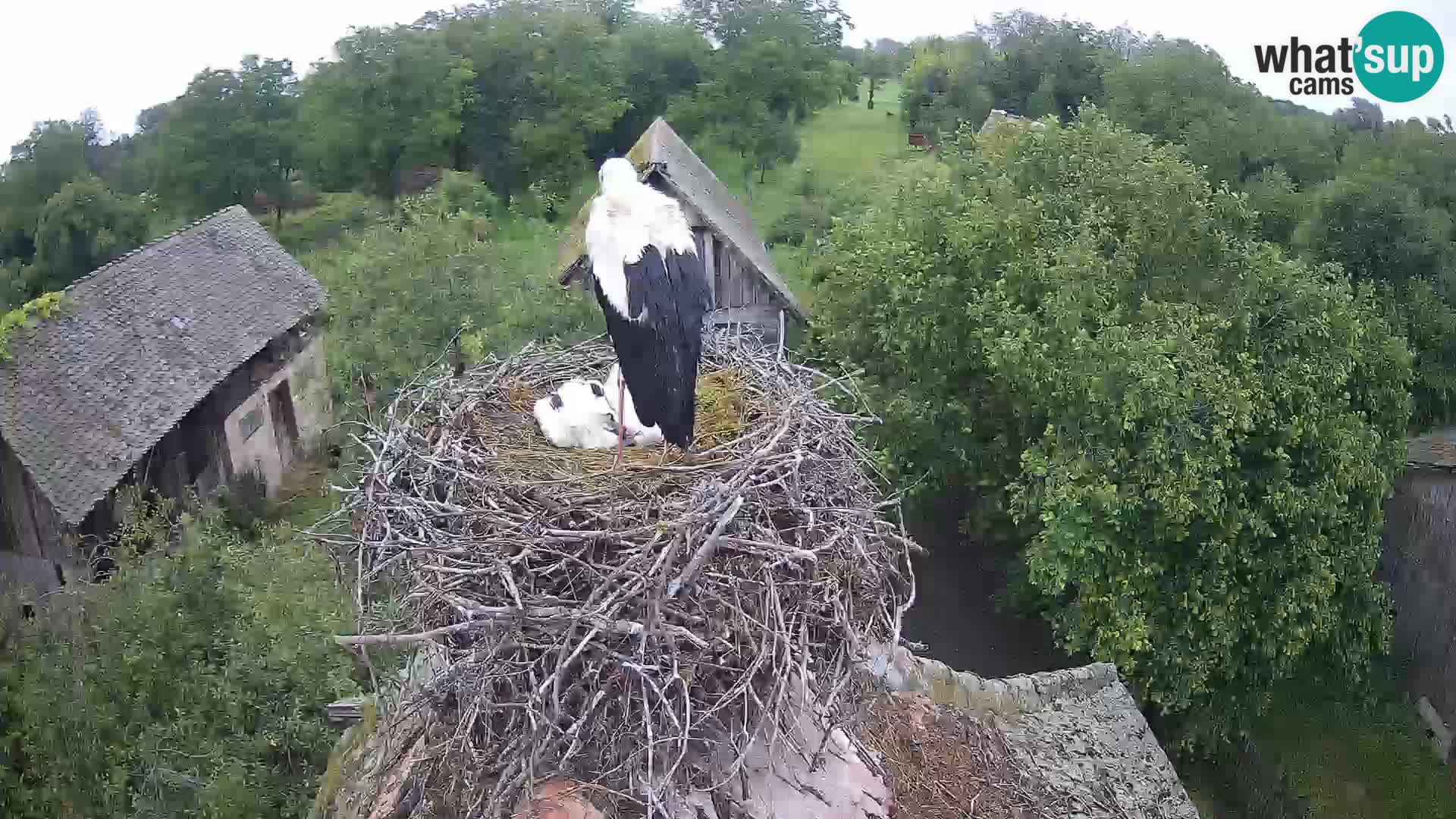 Village européen de cigognes webcam Parc naturel de Lonjsko polje