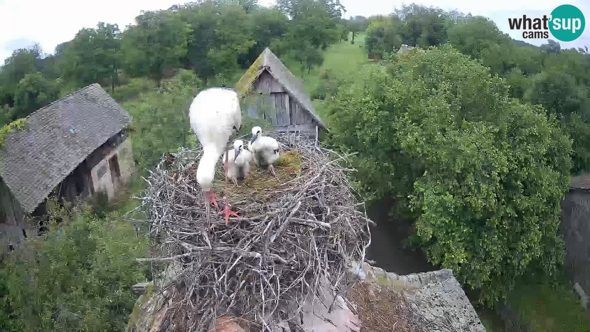 Webcam Europäisches Storchendorf – Naturpark Lonjsko polje